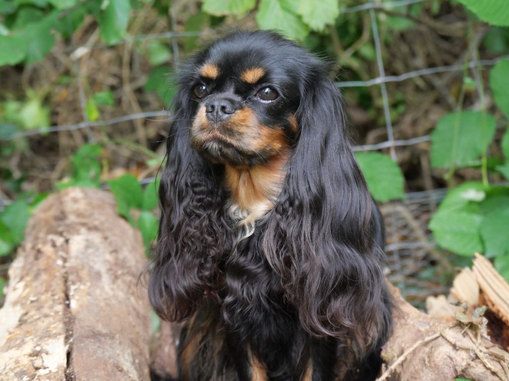 Une reine victoria des brandes de beaulieu