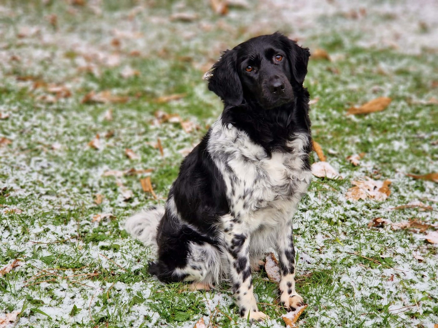 CH. Sylke miep Des Grandes-duchesses De Pouchkine