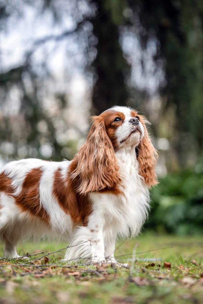 CH. Son altesse royale des Bulgarians