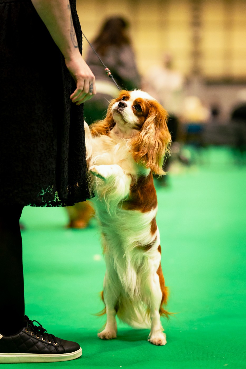 CRUFTS 2026