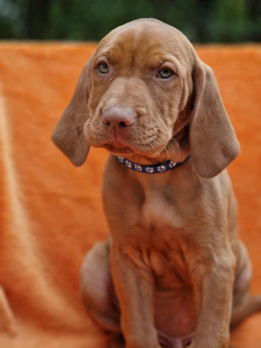 Des Grandes-duchesses De Pouchkine - Chiots disponibles - Braque hongrois à poil court (Vizsla)