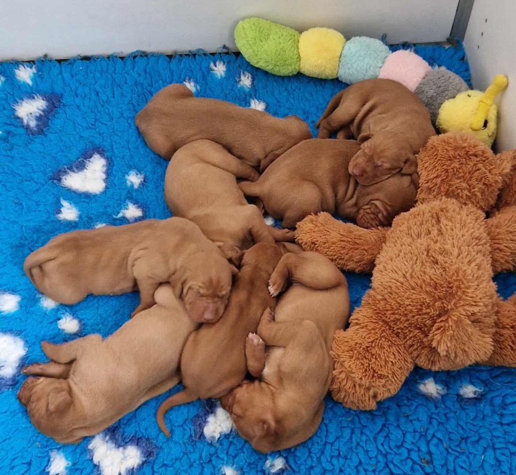 Chiot Braque hongrois à poil court (Vizsla) Des Grandes-duchesses De Pouchkine